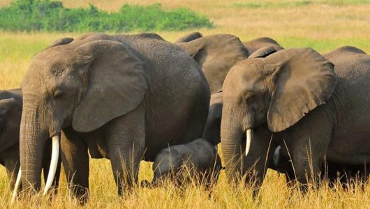 6-day-gorilla-trekking-and-queen-elizabeth-768x552