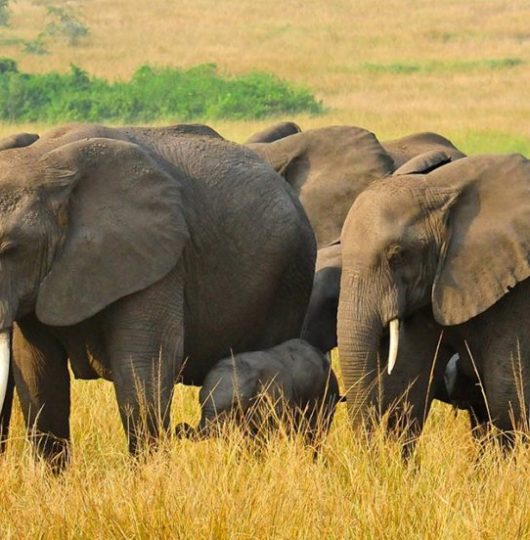 6-day-gorilla-trekking-and-queen-elizabeth-768x552 6-day-gorilla-trekking-and-queen-elizabeth-768x552