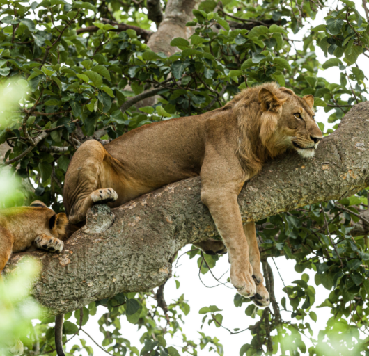 Lion-3-768x512 Lion-3-768x512