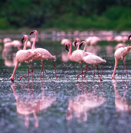 elizabeth-national-park_mambojambo.online_clicknprinttz_1 elizabeth-national-park_mambojambo.online_clicknprinttz_1