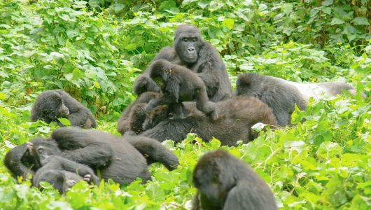 habimanya-gorilla-family habimanya-gorilla-family